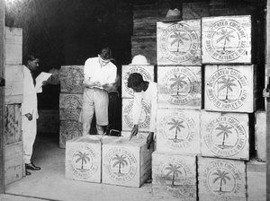 Producción de coco, India, siglo XX