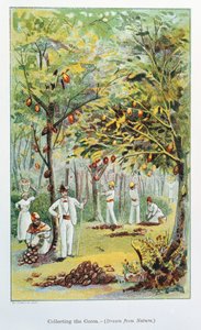 Recolección de cacao, Venezuela, 1892 de Unbekannt