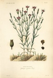 Agrostemma githago, Githago segetum, Nielle des bles, grabado en acero coloreado a mano por L de Unbekannt