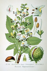 Castaño de Indias común, 1893 de Unbekannt