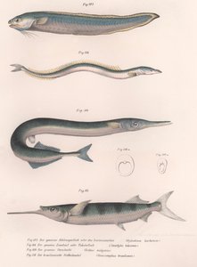Pez serpiente común. Anguila de arena común. Hornhecht común. Medio pico brasileño, c.1850s de Unbekannt