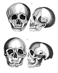 Comparación de cráneos germánicos y africanos, principios del siglo XIX