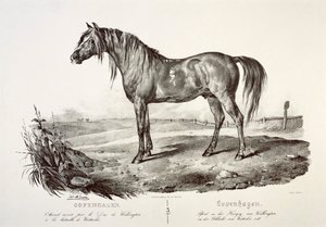 Copenhague, el caballo del Duque de Wellington de Unbekannt