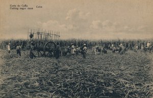 Corte de caña - Cortando caña de azúcar - Cuba, c1910 de Unbekannt