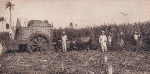 Corte de Caña. - Recolección de Caña de Azúcar. Cuba, c1900 de Unbekannt