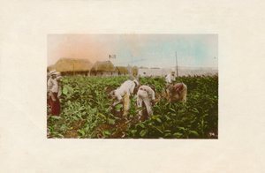 Cosecha de tabaco, c. 1910 de Unbekannt