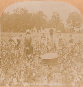 Recolección de algodón, c1900 de Unbekannt