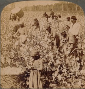 El algodón es rey - escena de plantación con recolectores trabajando. Georgia, c1900 de Unbekannt