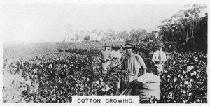 Recolección de algodón, Australia, 1928 de Unbekannt