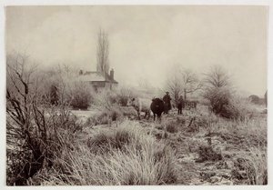 Vacas en un campo helado, c 1890 de Unbekannt