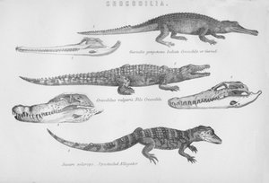 Crocodilia, siglo XIX de Unbekannt