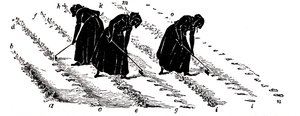 Rotación de cultivos: mujeres aclarando nabos, 1855