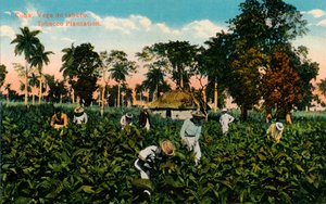 Cuba: Vega de tabaco. Plantación de tabaco, c1900 de Unbekannt
