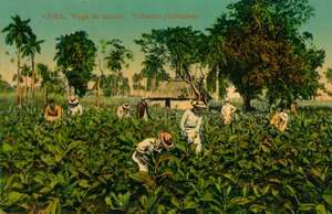 Cuba. Vega de tabaco. Plantación de tabaco, c1920s de Unbekannt