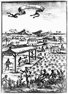 Cultivando y curando tabaco en las Indias Occidentales usando mano de obra esclava, 1686 de Unbekannt