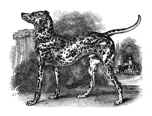 Perro dálmata, 1848 de Unbekannt