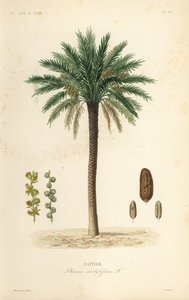 Palmera datilera, Phoenix dactylifera, Dattier