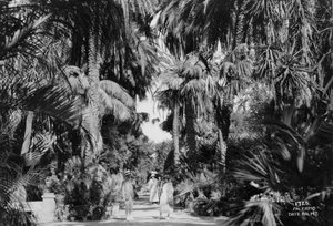 Palmeras datileras, Palermo, Sicilia, Italia, c1920s-c1930s