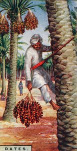 Fechas. - Recolección de la fruta, N. África, 1928 de Unbekannt