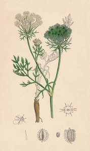 Daucus Carota. Zanahoria silvestre, siglo XIX de Unbekannt