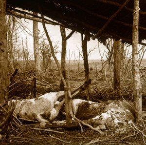 Caballos muertos, Verdún, norte de Francia, c1914-c1918 de Unbekannt