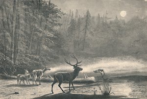 Ciervos en el Lago St. Regis, de noche de Unbekannt