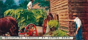 Entregando Tabaco en el Granero de Curado de Unbekannt
