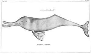 Delphinus Gangeticus Delfín del Río Ganges, 1799