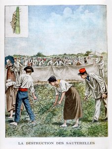 Destruyendo el saltamontes, 1901