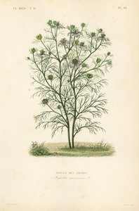 Nigella arvensis de Unbekannt
