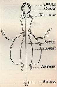 Diagrama de una flor de fucsia, mostrando el mecanismo empleado para producir semillas, c1934 de Unbekannt