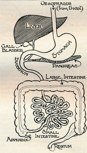 Diagrama que muestra el canal alimentario, que pasa directamente a través del cuerpo, c1934 de Unbekannt