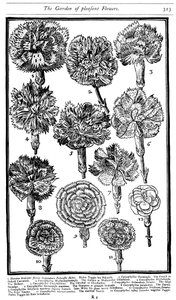 Dianthus Claveles y Rosas, 1629 de Unbekannt
