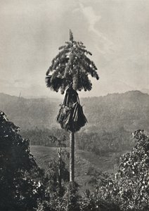 La palma Talipot Corypha umbracalifera en flor, 1926