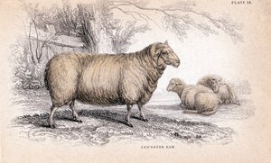 Carnero Dishley New Leicester, c. 1840