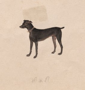 Perro, 1800s de Unbekannt