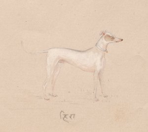 Perro, 1800s de Unbekannt