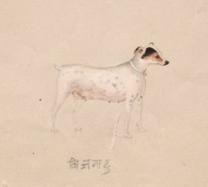 Perro, 1800s