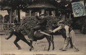 Burro Tetu y Recalcitrante - Postal fechada en 1904 de Unbekannt