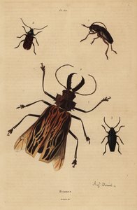 Dorysthenes paradoxus 1, Macrodontia cervicornis, vulnerable 2, Elateropsis lineatus 3 y Prionus versicolor 4 de Unbekannt