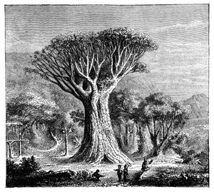 Dracona de Icod, Tenerife, España, c1900s