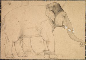 Dibujo de un elefante, c. 1700