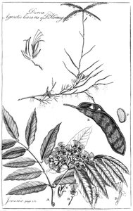 Durva Agrostis Linearis del Dr. Koenig