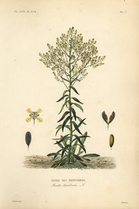Isatide de los tintoreros, Isatis tinctoria, Pastel des Teinturers