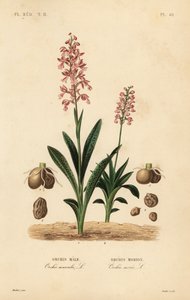 Orquídea púrpura temprana y orquídea de alas verdes de Unbekannt