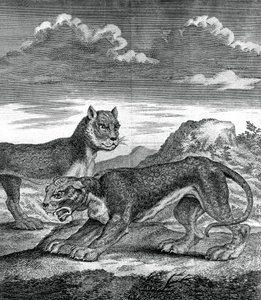 Leopardo de la India Oriental, 1750 de Unbekannt