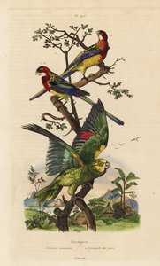 Rosella oriental, Platycercus exams, y amazona de corona amarilla, Amazona ochrocephala de Unbekannt