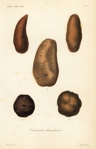 Tubérculos comestibles de Unbekannt