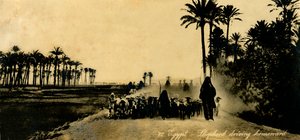 Egipto - Pastor conduciendo a casa, c1918-c1939 de Unbekannt