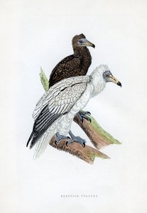 Buitre egipcio, siglo XIX de Unbekannt